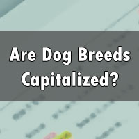 should a dog breed be capitalized